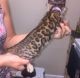 Bengal Cats for sale in Jacksonville Beach, FL, USA. price: NA