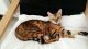 Bengal Cats for sale in NJ-38, Cherry Hill, NJ 08002, USA. price: NA