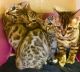 Bengal Cats for sale in Northridge, CA 91328, USA. price: NA
