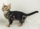 Bengal Cats for sale in San Jose, Costa Mesa, CA 92626, USA. price: NA