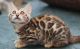 Bengal Cats for sale in South Carolina Ave SE, Washington, DC 20003, USA. price: NA