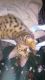 Bengal Cats for sale in Manton, MI 49663, USA. price: NA