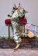 Bengal Cats for sale in Stuart, FL, USA. price: NA