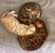 Bengal Cats for sale in Sherwood, OR 97140, USA. price: NA