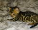 Bengal Cats for sale in Lancaster, PA, USA. price: $1,000