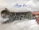 Bengal Cats for sale in Battle Creek, MI, USA. price: NA