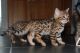 Bengal Cats for sale in San Marcos, TX 78666, USA. price: NA