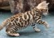 Bengal Cats for sale in Palm Coast, FL 32137, USA. price: $350
