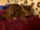 Bengal Cats for sale in Wolcottville, IN 46795, USA. price: NA