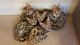Bengal Cats for sale in Florida Ave NW, Washington, DC, USA. price: $500