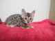 Bengal Cats for sale in Altoona, PA, USA. price: NA