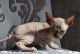 Bengal Cats for sale in Irvine, CA, USA. price: NA