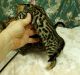 Bengal Cats for sale in New York County, NY, USA. price: $400