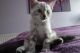 Bengal Cats for sale in Jersey City, NJ 07097, USA. price: NA