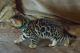 Bengal Cats for sale in Clifton, NJ, USA. price: NA