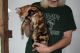 Bengal Cats for sale in Willard, MO, USA. price: NA