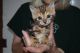 Bengal Cats for sale in Willard, MO, USA. price: NA