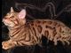 Bengal Cats for sale in Campbellsville, KY 42718, USA. price: NA