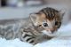 Bengal Cats for sale in AR-5, Little Rock, AR, USA. price: $400