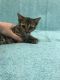Bengal Cats for sale in Torrance, CA 90503, USA. price: $400