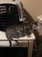 Bengal Cats for sale in Garrettsville, OH 44231, USA. price: NA
