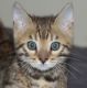 Bengal Cats for sale in Olympia, WA, USA. price: NA