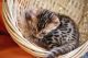 Bengal Cats for sale in Calhoun Rd, Houston, TX, USA. price: NA