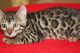 Bengal Cats for sale in Stuart, FL, USA. price: NA