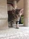 Bengal Cats for sale in Beverly Hills, CA, USA. price: NA