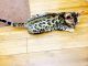 Bengal Cats for sale in Nassau County, NY, USA. price: NA