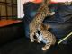 Bengal Cats for sale in Jersey City, NJ 07097, USA. price: NA