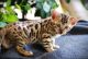 Bengal Cats for sale in Wilmington, DE, USA. price: NA
