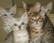 Bengal Cats for sale in 10006 4th Ave, Brooklyn, NY 11209, USA. price: NA