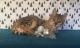 Bengal Cats for sale in Harrisville, NY 13648, USA. price: $1,200