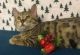Bengal Cats for sale in Harrisville, NY 13648, USA. price: $1,000