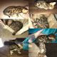 Bengal Cats for sale in Sacramento, CA, USA. price: $800