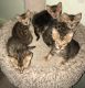 Bengal Cats for sale in Bend, OR 97701, USA. price: NA