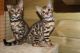 Bengal Cats for sale in Minneapolis, MN 55415, USA. price: $500
