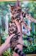 Bengal Cats for sale in Newport Beach, CA 92663, USA. price: NA