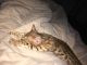 Bengal Cats for sale in Stafford, VA 22554, USA. price: NA