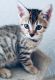 Bengal Cats for sale in Hallandale Beach, FL 33009, USA. price: $350