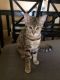 Bengal Cats for sale in Maricopa, AZ, USA. price: $700