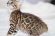 Bengal Cats for sale in New Castle, DE 19720, USA. price: NA