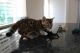 Bengal Cats for sale in Phoenix, AZ, USA. price: $300