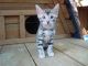Bengal Cats for sale in Columbus, OH, USA. price: NA
