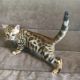 Bengal Cats for sale in California State Route 2, Los Angeles, CA, USA. price: NA