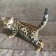 Bengal Cats for sale in TX-121, McKinney, TX, USA. price: NA