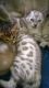 Bengal Cats for sale in Newark Ave, Jersey City, NJ, USA. price: NA