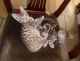 Bengal Cats for sale in Salt Lake City, UT 84101, USA. price: NA