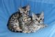 Bengal Cats for sale in Greenville Ave, Dallas, TX, USA. price: NA